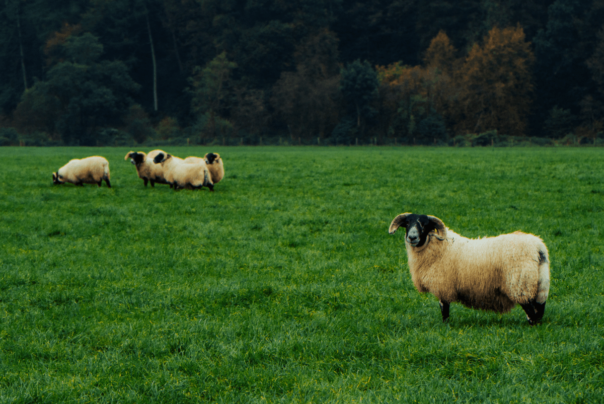 Image of sheep in Northern Irish field