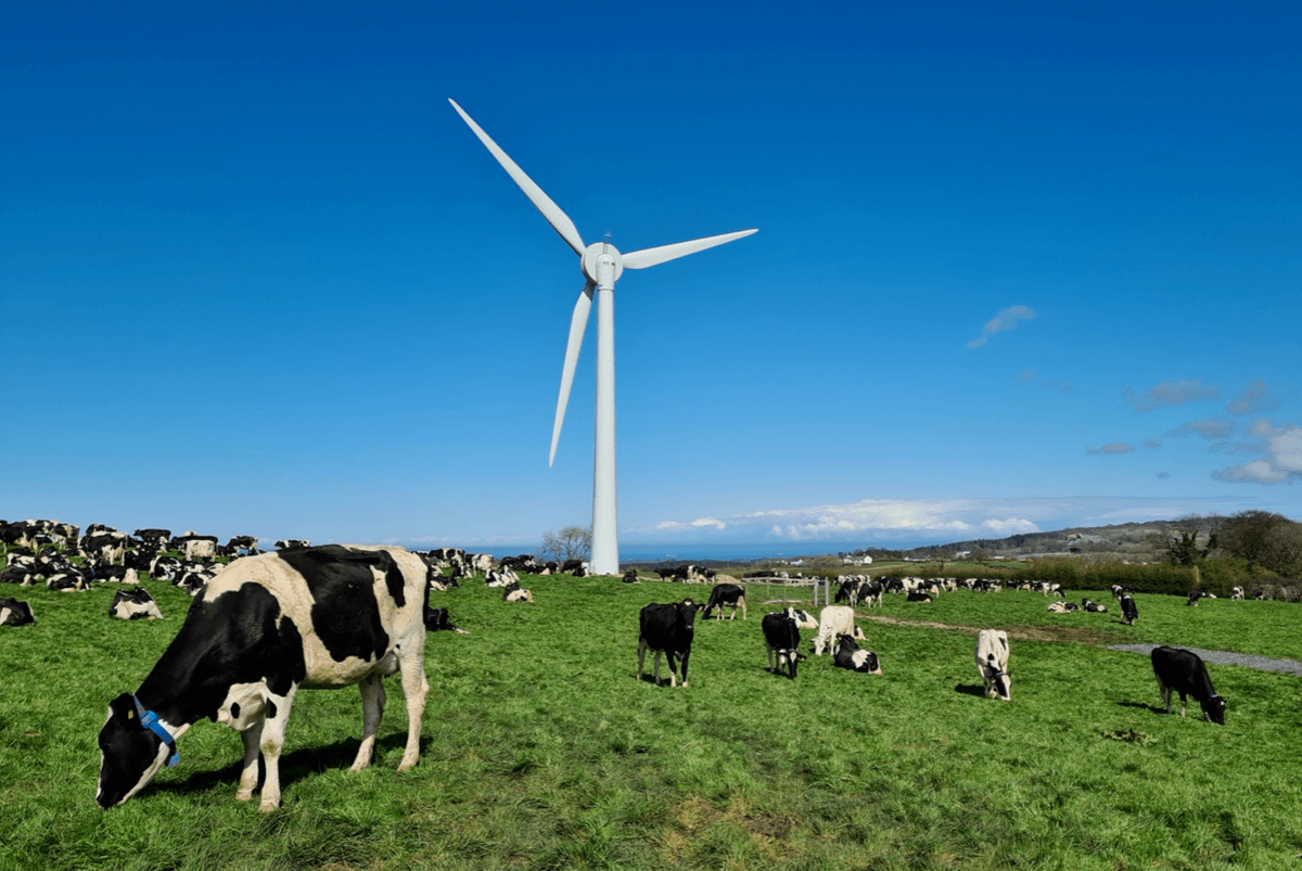 Cows in field with wind turbine